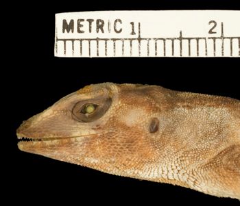 Media type: image;   Herpetology R-183905 Aspect: head lateral